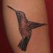 Tattoos - black and grey hummingbird  - 60293